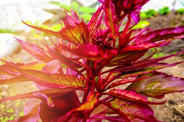 Blood Amaranth. Amaranthus paniculatus in garden. Nature. — ストック写真