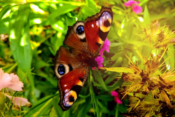 Beautiful butterfly on colorful flower in the garden. — Stock Photo, Image