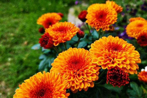 Närbild av ringblommor. Ringblomma är ett släkte av ettåriga och fleråriga växter av familjen Astrovye eller Asteraceae. — Stockfoto