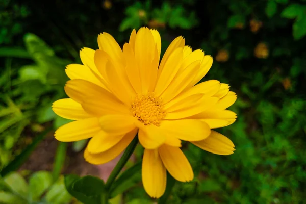 Asteraceae o Compositae es una familia muy grande y extendida de plantas con flores. . —  Fotos de Stock
