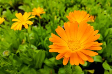 Calendula çiçeği ve yaprak Calendula officinalis, ot, bahçe veya İngiliz kadife çiçeği, doğa yeşili arka plan. Yaz günü Calendula çiçeği.