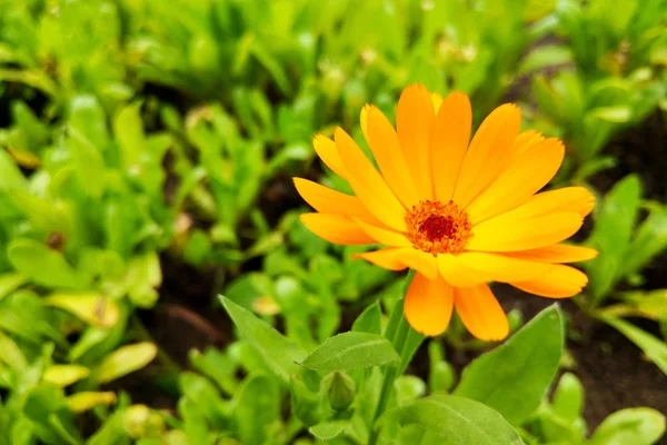 Calendula virág és levél Calendula officinalis, pot, kert vagy angol körömvirág növény, természet zöld háttér. Calendula virág a nyári napon — Stock Fotó