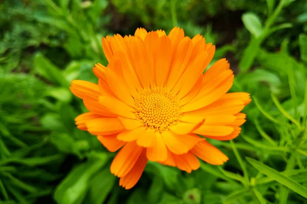 Pot marigold Calendula officinalis elszigetelt homályos háttér. — Stock Fotó