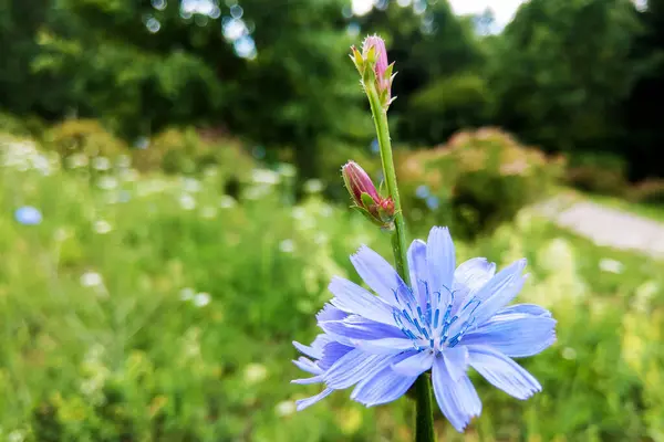 Kék virág természetes háttérrel. A vad cikória endívia virága. Cichorium intybus. — Stock Fotó