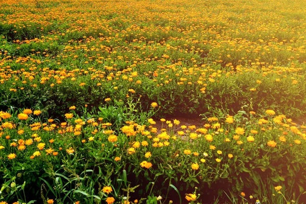 オレンジポットマリーゴールド。カレンダー｜officinalisフィールド、夏. — ストック写真