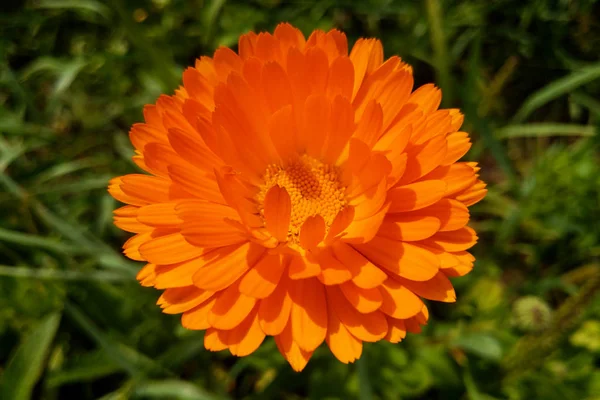 Calendula virág és levél Calendula officinalis, pot, kert vagy angol körömvirág növény, természet zöld háttér. Calendula virág a nyári napon. — Stock Fotó