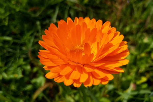 Flor de hermosa caléndula en el jardín . —  Fotos de Stock