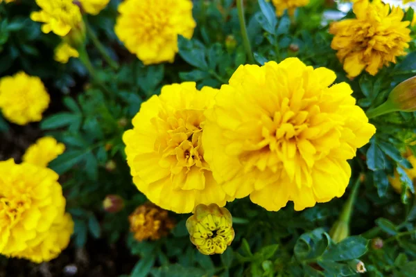 Yellow aster flowers in the garden as background. Marigold. — Stock Photo, Image