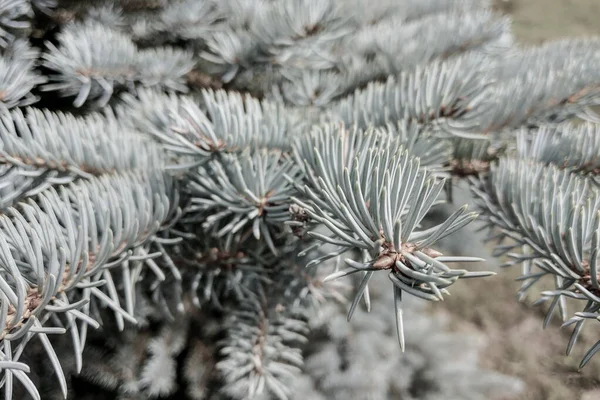 Abeto azul, rama de Picea pungens en el fondo de otras ramas borrosas . —  Fotos de Stock