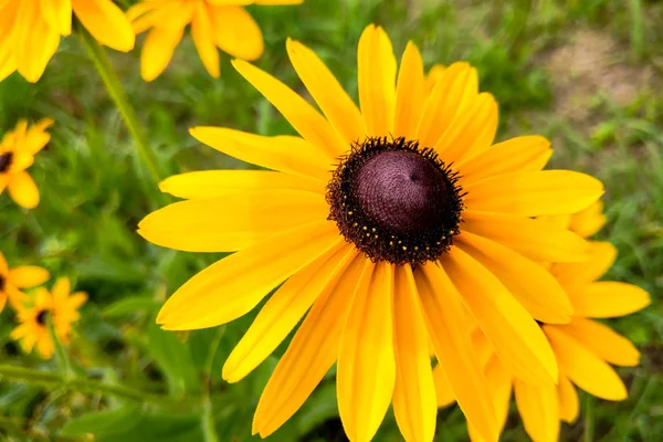 Una flor de ojos negros Susan Rudbeckia hirta en medio de un macizo de flores . — Foto de Stock