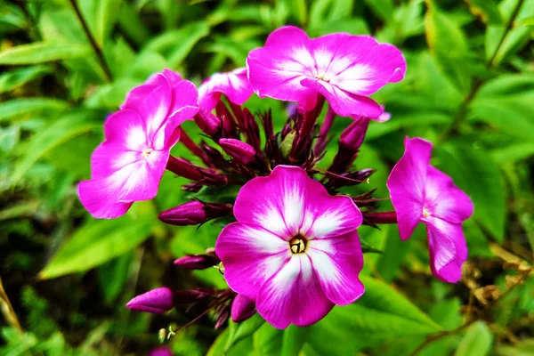 Floração Phlox paniculata, Polemoniaceae no jardim, primavera . — Fotografia de Stock