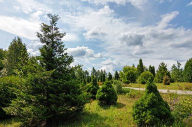 Baharda ya da yaz parkında güneşli bir gün, doğa geçmişi.