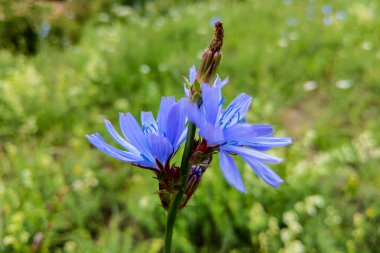 Yaz aylarında yaygın hindiba, mavi çiçekler yakın çekim.