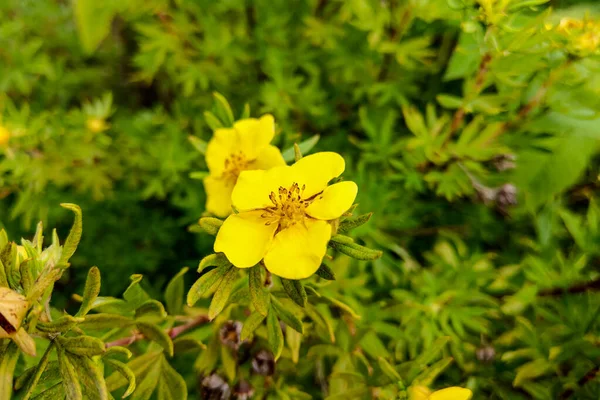 Damiana, turnera diffusa ist eine Pflanze mit gelben Blüten, die als pflanzliche Medizin verwendet wird. — Stockfoto