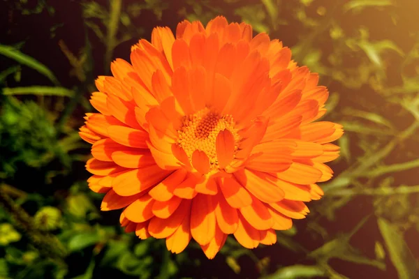 Virág levelekkel Calendula, kert vagy angol marigold elmosódott zöld háttér. Gyógyászati napendula gyógynövény közelsége. — Stock Fotó