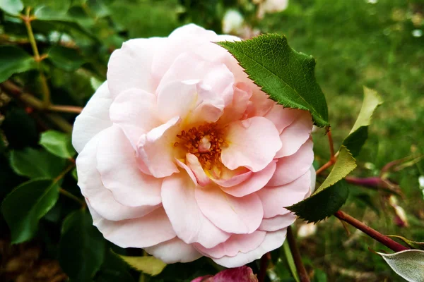 Roses roses en fleurs et bourgeons sur un buisson dans le jardin . — Photo