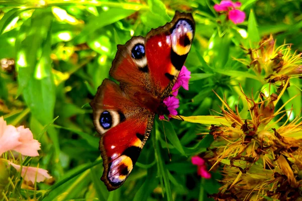 Bahçedeki renkli çiçekte güzel bir kelebek.