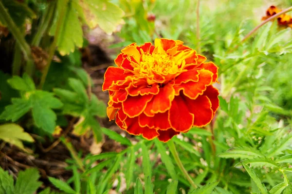 Marigold κόκκινο της οικογένειας Asteraceae, ή οικογένεια Compositae. — Φωτογραφία Αρχείου