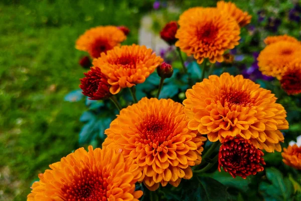 Close up yellow marigold in mome garden with nature vivid color. — Stock Photo, Image