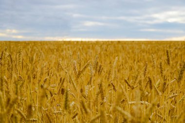 Kasırga buğday tarlası. Altın buğday yakında. Gün batımında güzel bir manzara. Biyolojik ürünler. Sağlıklı yemek..