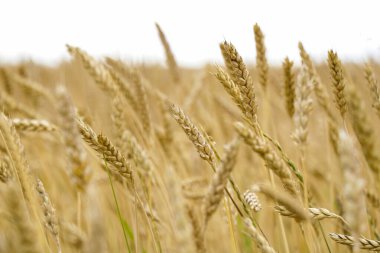 Sahada seçkin arpa kulakları var. Çiftçiler, tarım şirketleri ve tarım şirketleri için gübre reklamları.