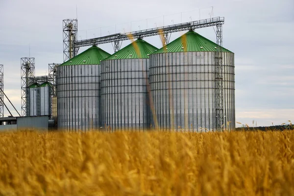 Group of grain dryers complex on the background of a yellow field of wheat or barley. — Stock Photo, Image