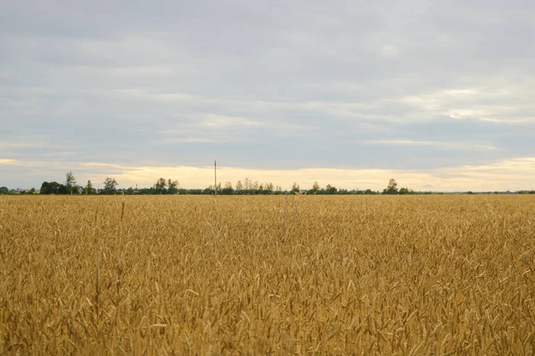 Grano - Primo piano di un campo di grano . — Foto Stock