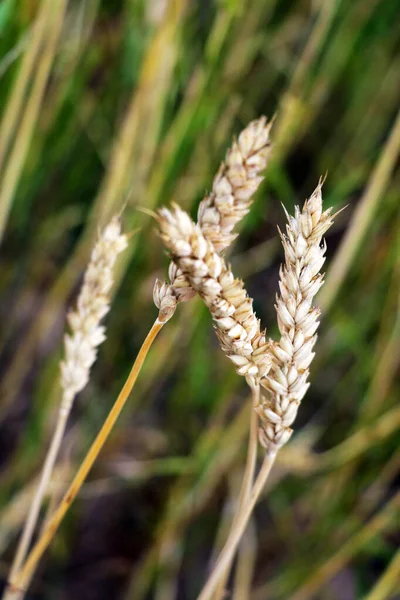 close-up of barley ears with blurry background, selective focus.