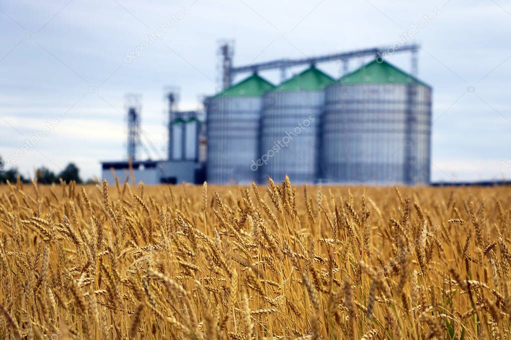 Yellow field of wheat or barley, in the background out of focus group of grain dryers complex.