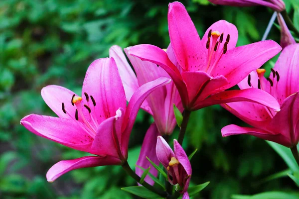 粉色和红色的花园百合花，花，自然. — 图库照片