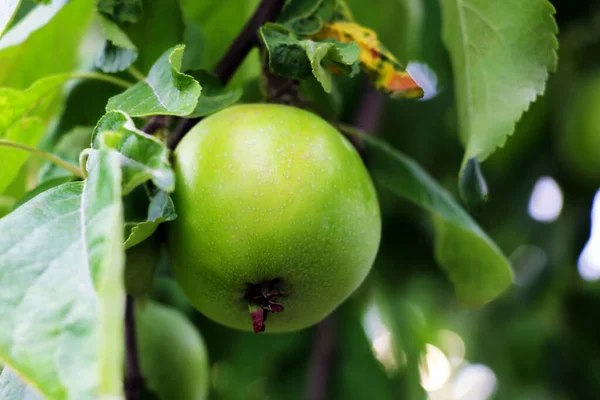Κοντινό πλάνο πράσινων μήλων σε κλαδί σε οπωρώνα. — Φωτογραφία Αρχείου
