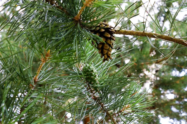 Green fir tree or pine branches, nature. — 스톡 사진