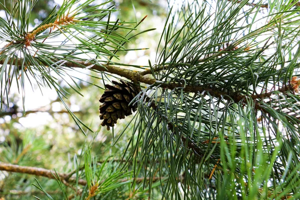 Abeto verde o ramas de pino, naturaleza . — Foto de Stock