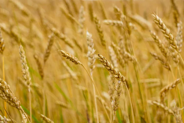 Yazın sonunda tamamen olgunlaşmış buğday tarlaları. — Stok fotoğraf