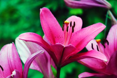 Yeşil bitkiler üzerinde kırmızı büyük zambaklar.