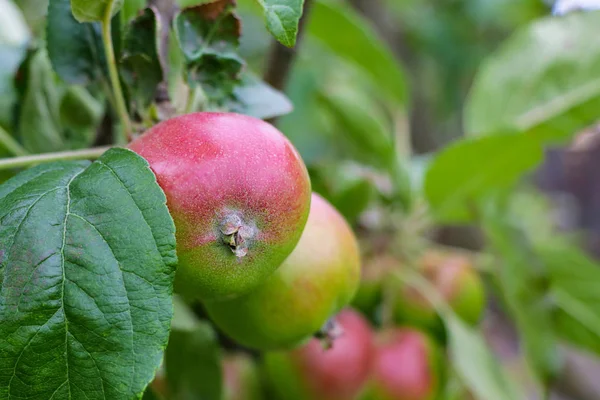 Κόκκινα μήλα σε μήλο υποκατάστημα δέντρο στον κήπο. — Φωτογραφία Αρχείου