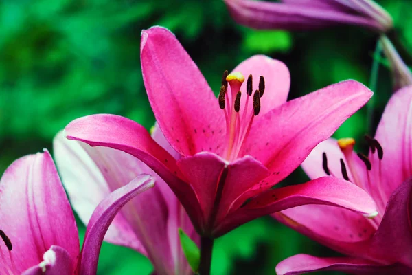 Red big lilies on green plants background. — Stock Photo, Image