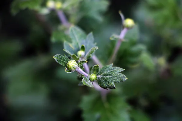 Green tree branch with blurry background, beginning of spring. — Stock Photo, Image