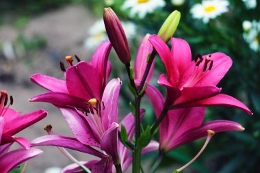 Bahçe yaz büyük bir kırmızı kaplan zambak closeup. Parlak kırmızı güzel asyatik makro. Kırmızı zambak arka plan, yumuşak seçici odak. Yaz çiçek bahçesinde derin kırmızı zambak tam çiçeklenme.