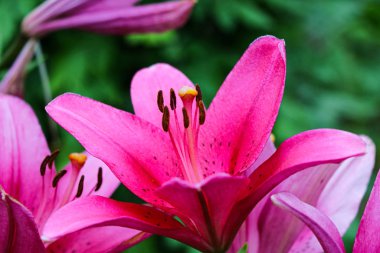 Bahçe yaz büyük bir kırmızı kaplan zambak closeup. Parlak kırmızı güzel asyatik makro. Kırmızı zambak arka plan, yumuşak seçici odak. Yaz çiçek bahçesinde derin kırmızı zambak tam çiçeklenme.