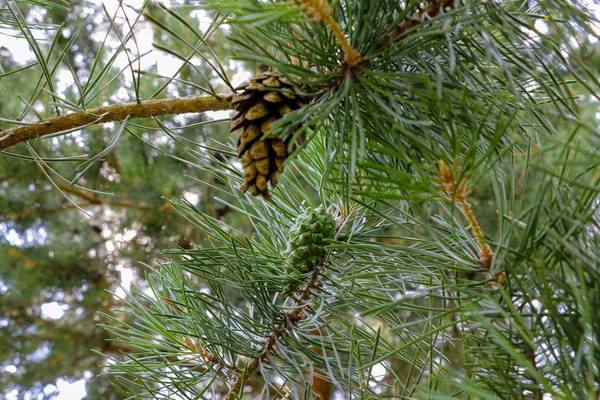 Abete verde o rami di pino, natura . — Foto Stock