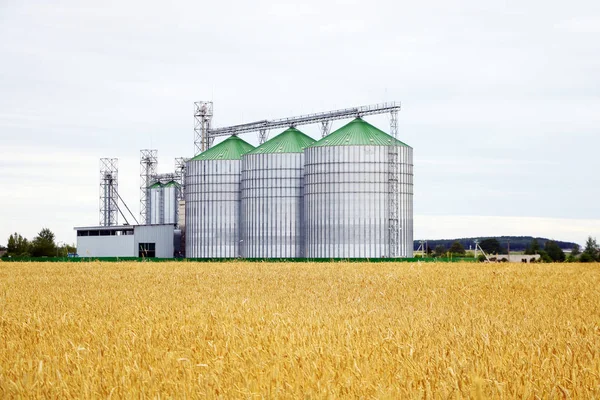 Group of grain dryers complex on the background of a yellow field of wheat or barley. — Stock Photo, Image