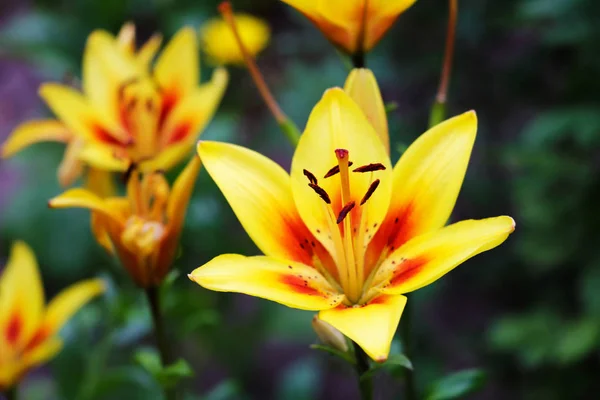 黄色的百合花，在花园里咕哝着。 大自然。 春天. — 图库照片