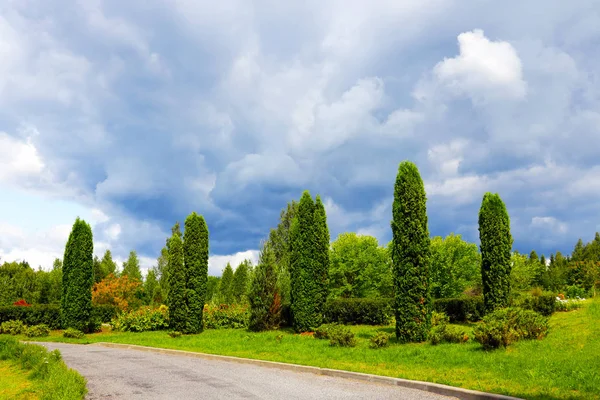 Όμορφο πάρκο με πράσινο thuja, φωτογραφία της φύσης. — Φωτογραφία Αρχείου