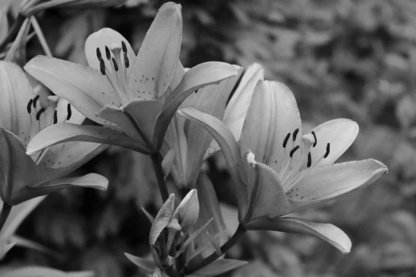 Lilly folwer grwoing dans le jardin. La nature. Le printemps. Photo noir blanc . — Photo