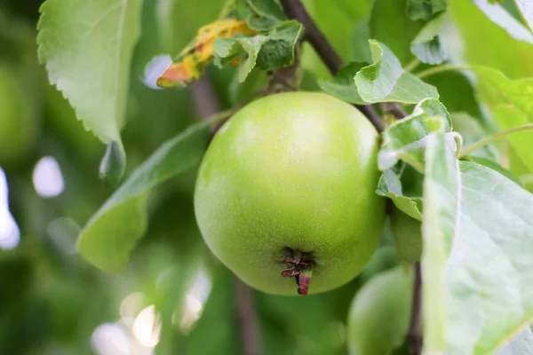Πράσινο μήλο σε κλαδί μηλιάς στον κήπο. — Φωτογραφία Αρχείου