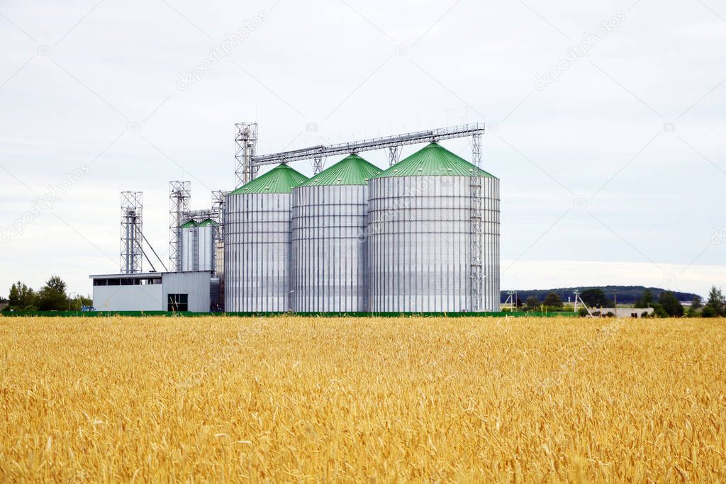 Group of grain dryers complex on the background of a yellow field of wheat or barley.