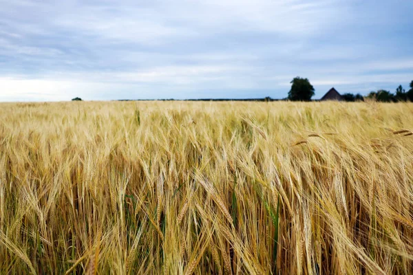 Oren van het graan op het veld. Natuurlijke samenstelling. — Stockfoto