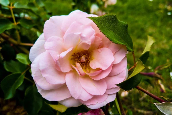 Pembe güller ve tomurcukları bir Bush bahçede çiçek açan. — Stok fotoğraf