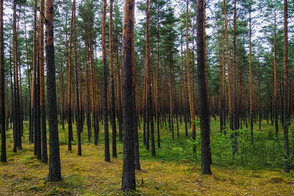 Puslu kozalaklı orman, sabah güneşiyle aydınlanıyor..